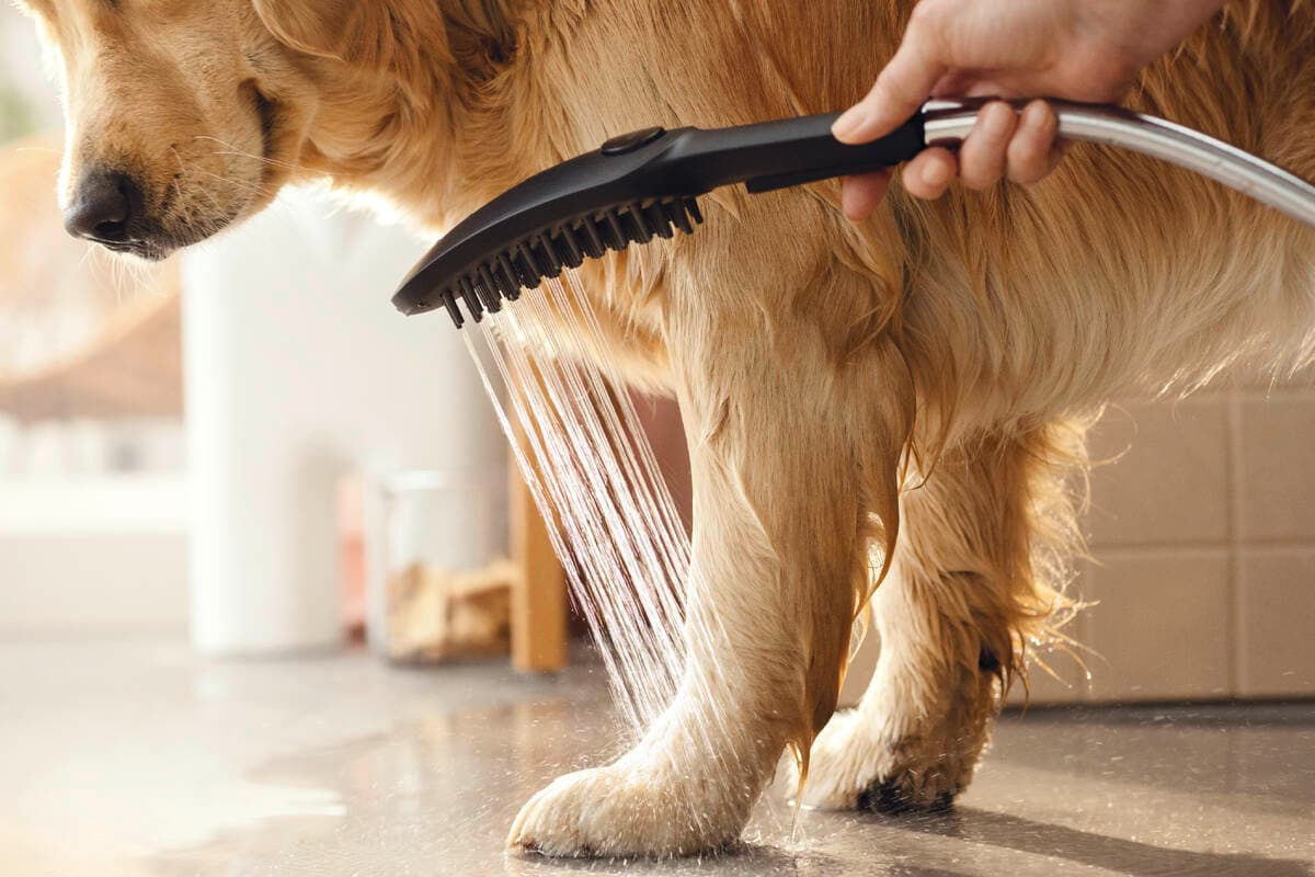 DogShower Douchette pour chien 150 3jet avec buses massantes Hansgrohe — image 6