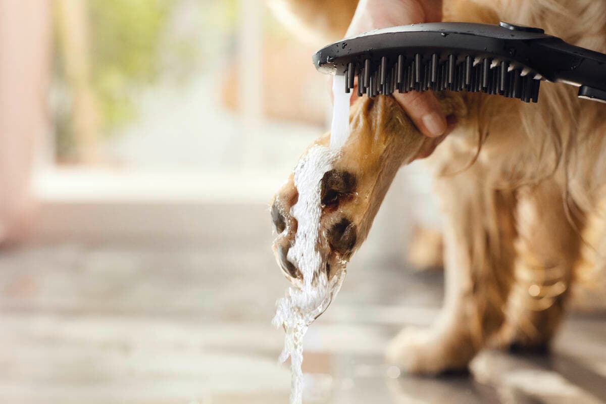 DogShower Douchette pour chien 150 3jet avec buses massantes Hansgrohe — image 5
